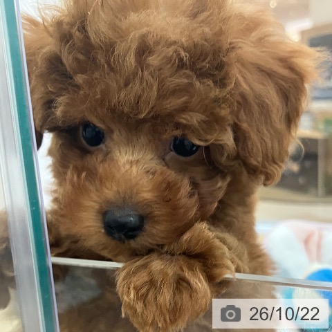 宮崎県のトイプードル(トイ) (ペットプラス 宮崎店/2026年8月13日生まれ/男の子/レッド)の子犬の4枚目の画像