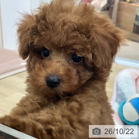 宮崎県のトイプードル(トイ) (ペットプラス 宮崎店/2026年8月13日生まれ/男の子/レッド)の子犬の3枚目の画像