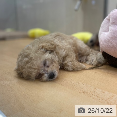 福岡県のトイプードル(トイ) (ペットプラス MARK IS 福岡ももち店/2026年8月19日生まれ/女の子/ペールフォーン)の子犬の3枚目の画像