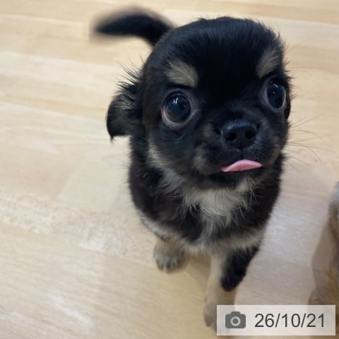 チワワの写真