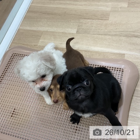 福岡県のパグ (ペットプラス 香椎浜店/2026年8月19日生まれ/女の子/ブラック)の子犬の3枚目の画像