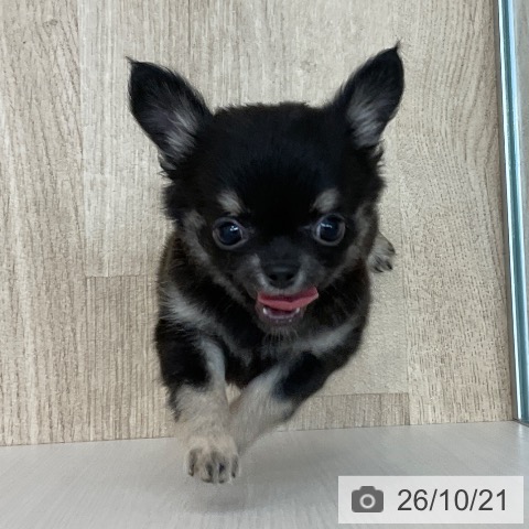 チワワの写真