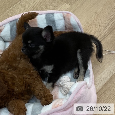 チワワの写真