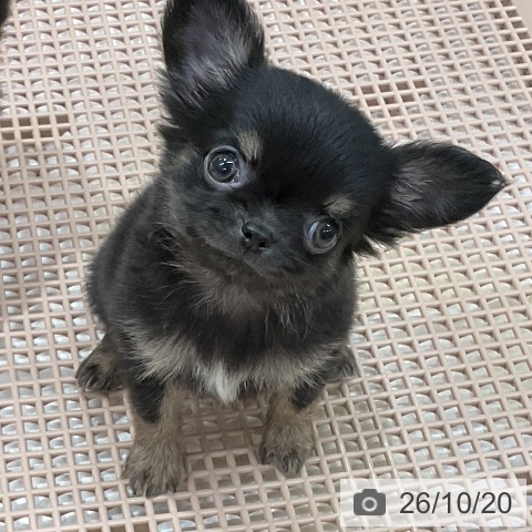 チワワの写真