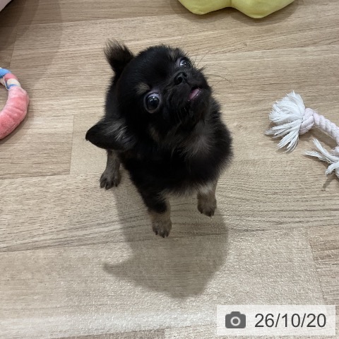チワワの写真