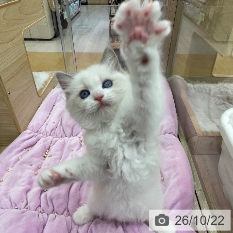 福岡県のラグドール (ペットプラス 福岡店/2026年8月18日生まれ/女の子/ブルーポイントバイカラー)の子猫の4枚目の画像
