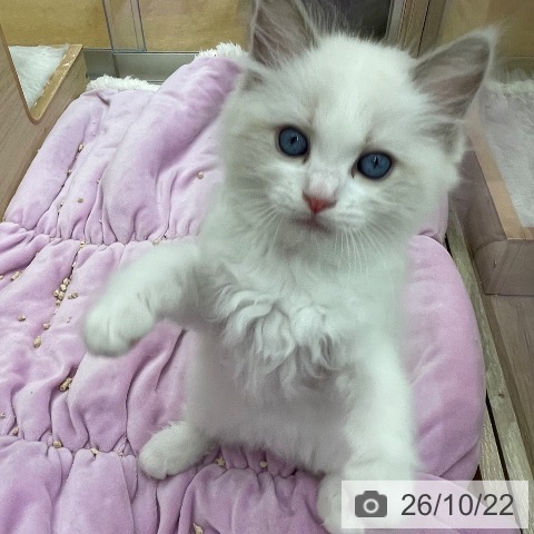 福岡県のラグドール (ペットプラス 福岡店/2026年8月18日生まれ/女の子/ブルーポイントバイカラー)の子猫の3枚目の画像