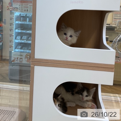 ラグドールの写真