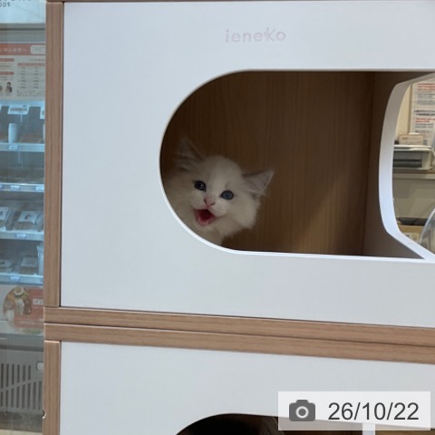 ラグドールの写真