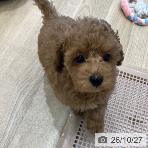 愛知県のトイプードル(トイ) (ペットプラス 熱田店/2026年8月20日生まれ/男の子/レッド)の子犬の4枚目の画像