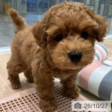 愛知県のトイプードル(トイ) (ペットプラス 熱田店/2026年8月20日生まれ/男の子/レッド)の子犬の3枚目の画像