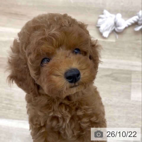 岐阜県のトイプードル(トイ) (ペットプラス 光ケ丘店/2026年8月20日生まれ/女の子/レッド)の子犬の4枚目の画像