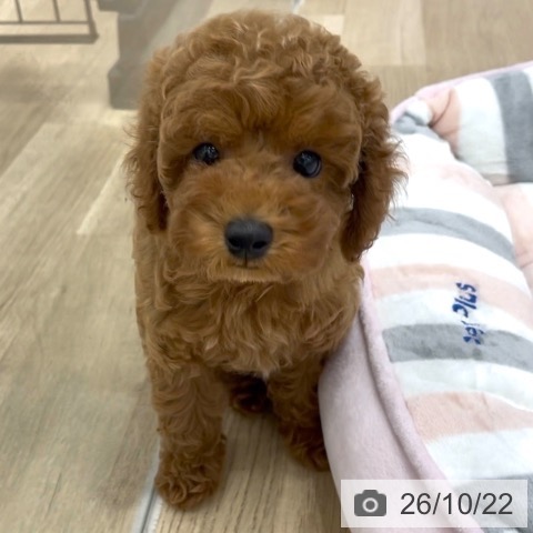 岐阜県のトイプードル(トイ) (ペットプラス 光ケ丘店/2026年8月20日生まれ/女の子/レッド)の子犬の3枚目の画像