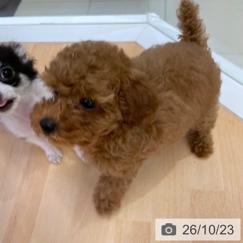福岡県のトイプードル(トイ) (ペットプラス 福岡店/2026年8月20日生まれ/女の子/レッド)の子犬の4枚目の画像