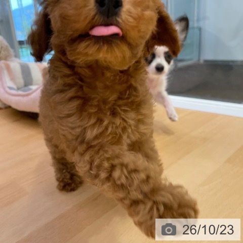 福岡県のトイプードル(トイ) (ペットプラス 福岡店/2026年8月20日生まれ/女の子/レッド)の子犬の3枚目の画像