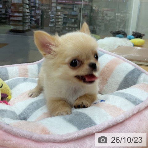チワワの写真