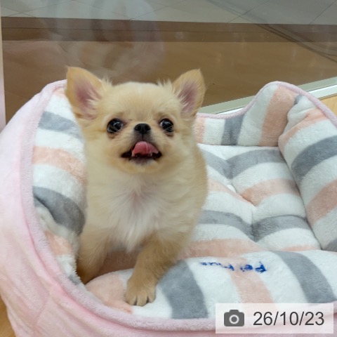 チワワの写真