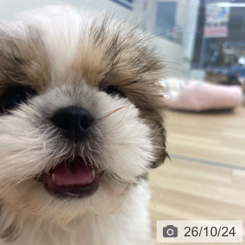 福岡県のシーズー (ペットプラス 春日店/2026年8月19日生まれ/男の子/ゴールドホワイト)の子犬の4枚目の画像