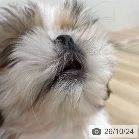 福岡県のシーズー (ペットプラス 春日店/2026年8月19日生まれ/男の子/ゴールドホワイト)の子犬の3枚目の画像