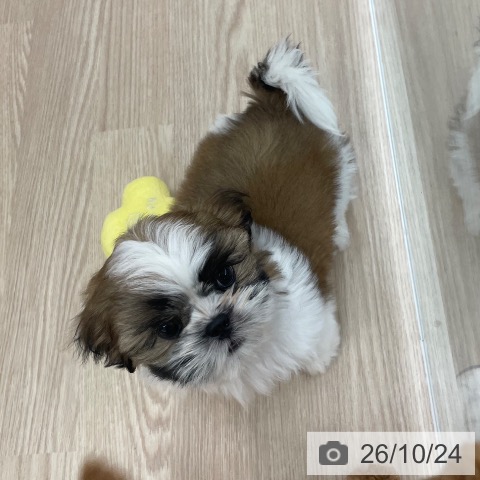 長崎県のシーズー (ペットプラス 長崎店/2026年8月19日生まれ/男の子/ゴールドホワイト)の子犬の3枚目の画像