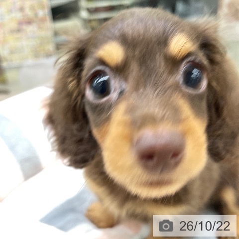 福島県のカニンヘンダックスフンド(ロング) (ペットプラス 福島店/2026年8月21日生まれ/男の子/チョコレートタン)の子犬の3枚目の画像