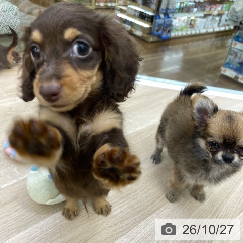カニーンヘン・ダックスフンドの写真