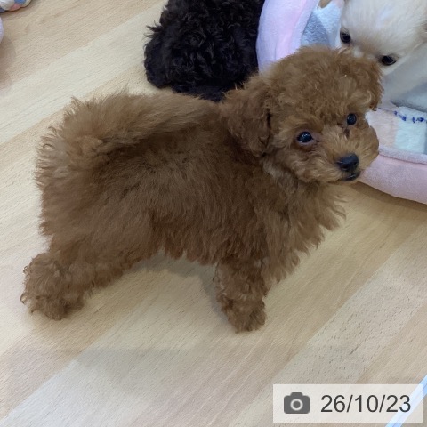 愛知県のトイプードル(トイ) (ペットプラス 三好店/2026年8月21日生まれ/男の子/レッドフォーン)の子犬の4枚目の画像
