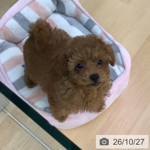 愛知県のトイプードル(トイ) (ペットプラス 三好店/2026年8月21日生まれ/男の子/レッドフォーン)の子犬の3枚目の画像