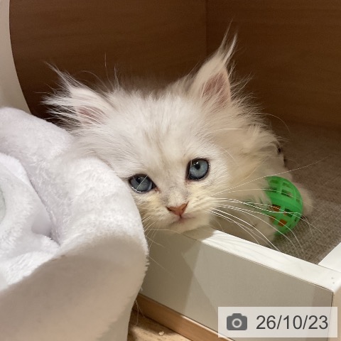ペルシャの写真