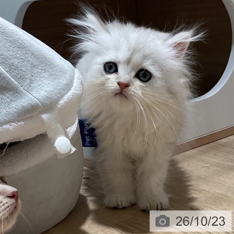 ペルシャの写真