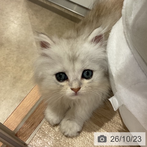 ペルシャの写真
