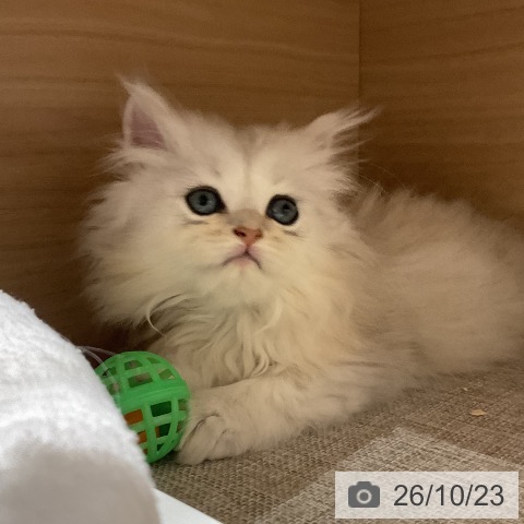 ペルシャの写真