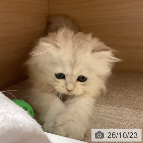 ペルシャの写真