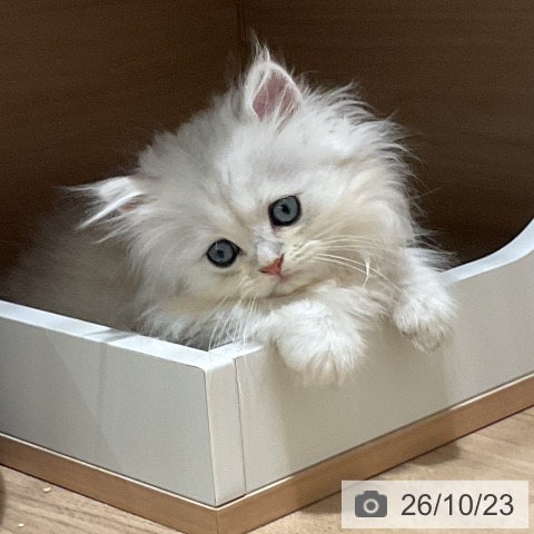 ペルシャの写真