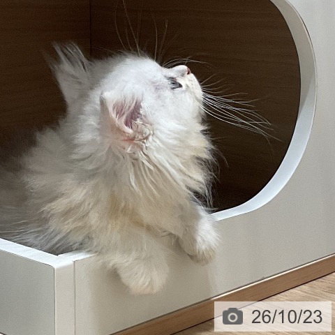 ペルシャの写真