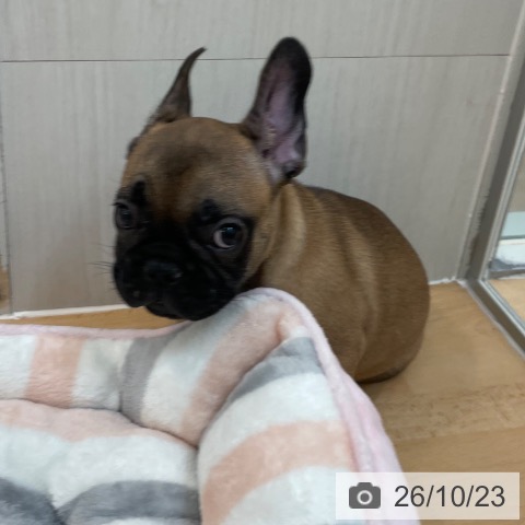 福岡県のフレンチブルドッグ (ペットプラス 福岡伊都店/2026年8月19日生まれ/男の子/フォーン)の子犬の3枚目の画像