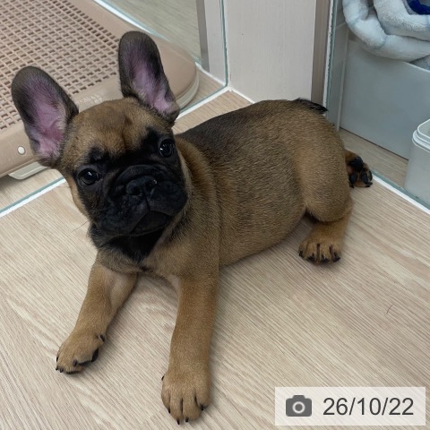長崎県のフレンチブルドッグ (ペットプラス 長崎店/2026年8月19日生まれ/男の子/フォーン)の子犬の3枚目の画像