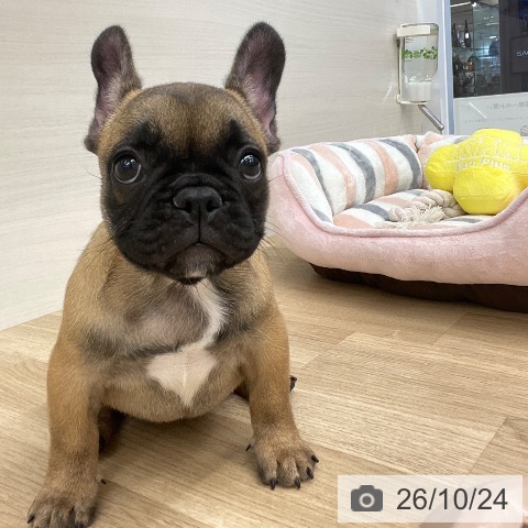フレンチ・ブルドッグの写真