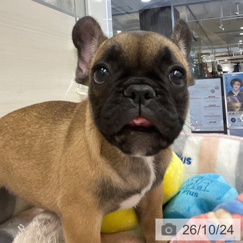 フレンチ・ブルドッグの写真