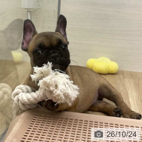 フレンチ・ブルドッグの写真