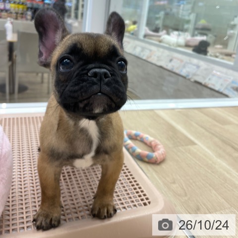 フレンチ・ブルドッグの写真