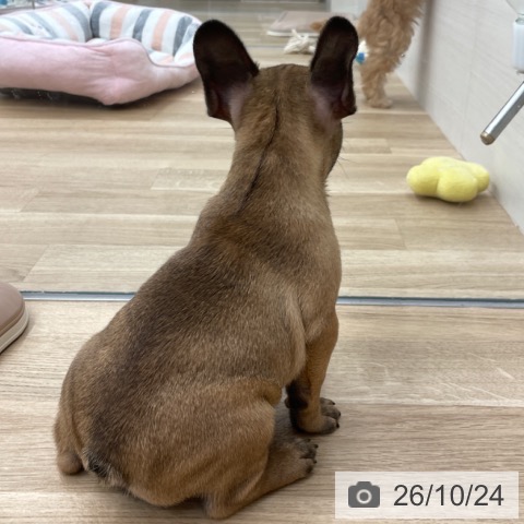 フレンチ・ブルドッグの写真