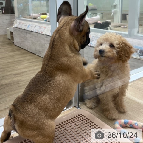 フレンチ・ブルドッグの写真