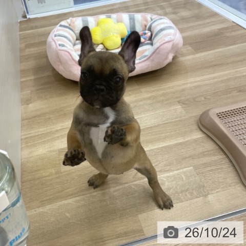 フレンチ・ブルドッグの写真