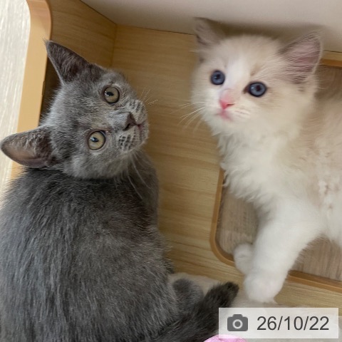 福岡県のブリティッシュショートヘアー (ペットプラス 福岡店/2026年8月21日生まれ/男の子/ブルー)の子猫の4枚目の画像