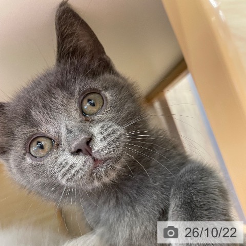 福岡県のブリティッシュショートヘアー (ペットプラス 福岡店/2026年8月21日生まれ/男の子/ブルー)の子猫の3枚目の画像