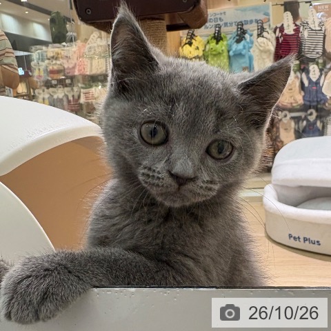 宮崎県のブリティッシュショートヘアー (ペットプラス 宮崎店/2026年8月21日生まれ/男の子/ブルー)の子猫の3枚目の画像