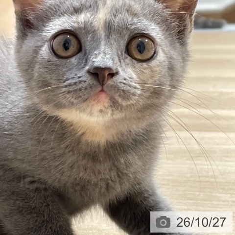 福岡県のブリティッシュショートヘアー (ペットプラス 小倉南店/2026年8月21日生まれ/女の子/ブルークリーム)の子猫の4枚目の画像