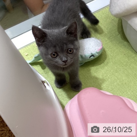 沖縄県のブリティッシュショートヘアー (ペットプラス 沖縄ライカム店/2026年8月21日生まれ/女の子/ブルー)の子猫の4枚目の画像