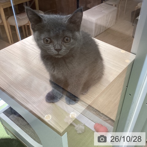 沖縄県のブリティッシュショートヘアー (ペットプラス 沖縄ライカム店/2026年8月21日生まれ/女の子/ブルー)の子猫の3枚目の画像